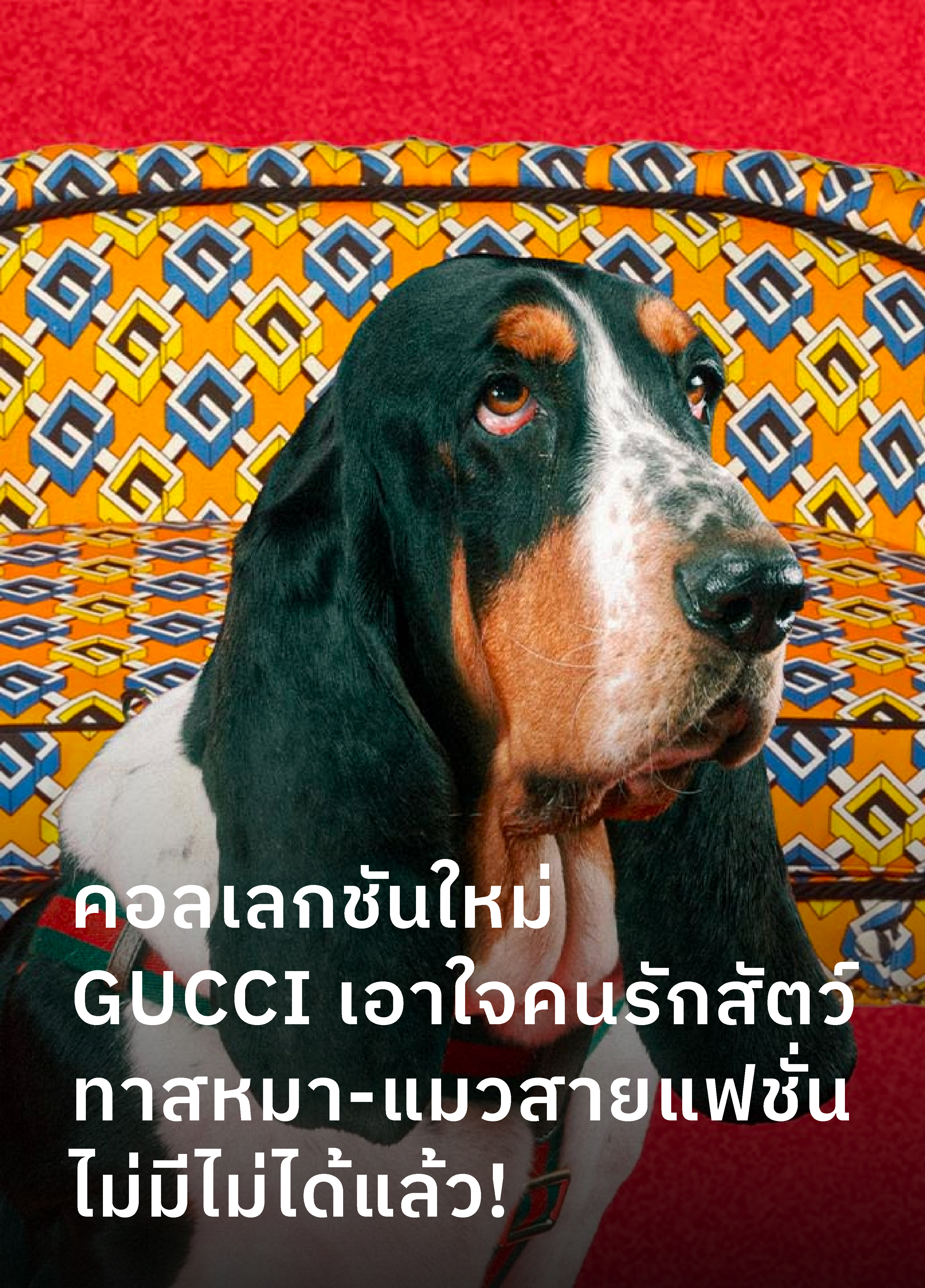 gucci-pet-collection